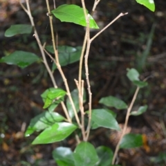 Scolopia braunii at Blackbutt, NSW - 23 Jan 2023