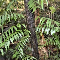 Arthropteris tenella (Climbing Fern) at Blackbutt, NSW - 23 Jan 2023 by plants