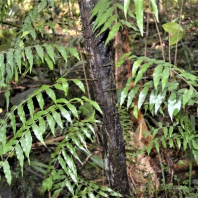 Arthropteris tenella (Climbing Fern) at Blackbutt, NSW - 23 Jan 2023 by plants