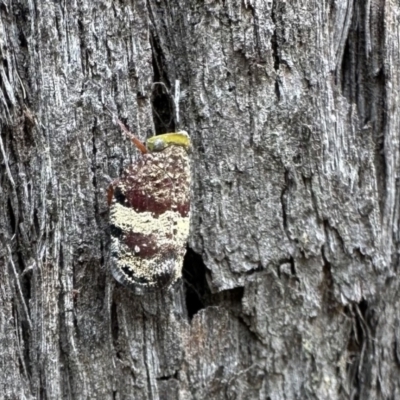 Platybrachys decemmacula (Green-faced gum hopper) at ANBG South Annex - 23 Jan 2023 by Pirom