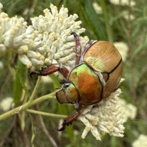 Anoplognathus hirsutus at Majura, ACT - 20 Jan 2023