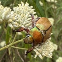 Anoplognathus hirsutus (Hirsute Christmas beetle) at Watson, ACT - 20 Jan 2023 by Pirom