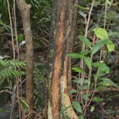 Planchonella australis (Black Apple) at Blackbutt, NSW - 23 Jan 2023 by plants