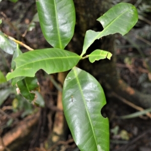 Planchonella australis at Blackbutt, NSW - 23 Jan 2023 09:57 PM