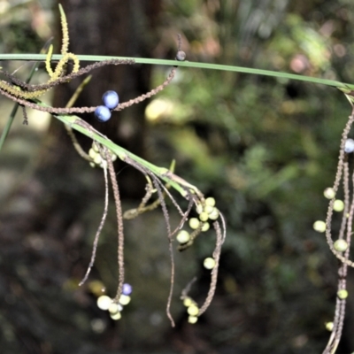 Gymnostachys anceps (Settler's Twine) at Blackbutt, NSW - 23 Jan 2023 by plants