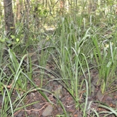 Gymnostachys anceps at Blackbutt, NSW - 23 Jan 2023 09:58 PM