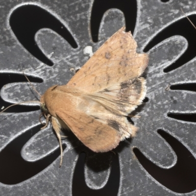 Helicoverpa armigera (Cotton bollworm, Corn earworm) at Higgins, ACT - 15 Jan 2023 by AlisonMilton