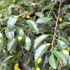 Maclura cochinchinensis (Cockspur Thorn) at Blackbutt, NSW - 23 Jan 2023 by plants