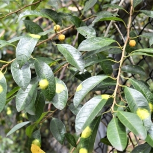 Maclura cochinchinensis at Blackbutt, NSW - 23 Jan 2023