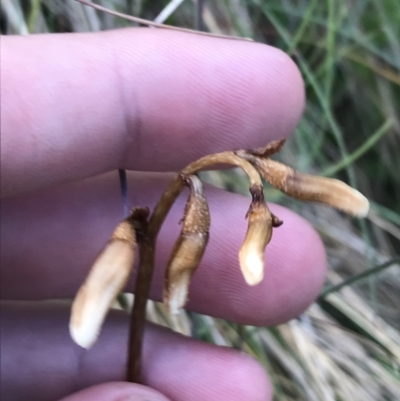 Gastrodia sesamoides (Cinnamon Bells) at Cotter River, ACT - 8 Jan 2023 by Tapirlord