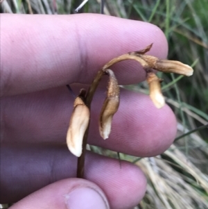 Gastrodia sesamoides at Cotter River, ACT - 8 Jan 2023