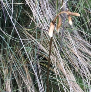 Gastrodia sesamoides at Cotter River, ACT - 8 Jan 2023