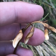 Gastrodia sesamoides at Cotter River, ACT - suppressed