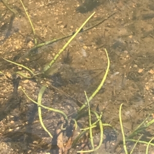 Lilaeopsis polyantha at Mount Clear, ACT - 14 Jan 2023