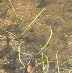 Lilaeopsis polyantha at Mount Clear, ACT - 14 Jan 2023 11:48 AM