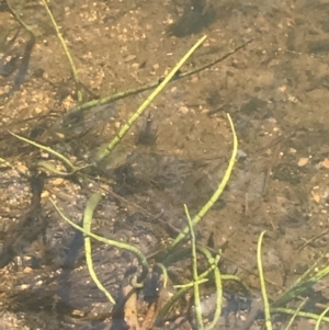 Lilaeopsis polyantha at Mount Clear, ACT - 14 Jan 2023