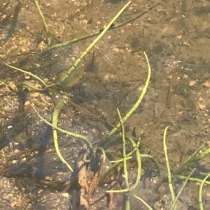 Lilaeopsis polyantha at Mount Clear, ACT - 14 Jan 2023 11:48 AM