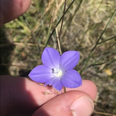 Wahlenbergia planiflora subsp. planiflora (Flat Bluebell) at Mount Clear, ACT - 14 Jan 2023 by Tapirlord