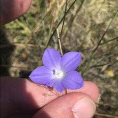 Wahlenbergia planiflora subsp. planiflora (Flat Bluebell) at Mount Clear, ACT - 14 Jan 2023 by Tapirlord