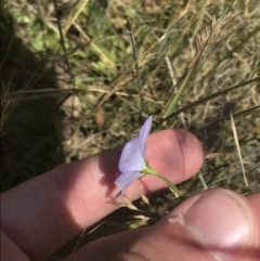 Wahlenbergia planiflora subsp. planiflora at Mount Clear, ACT - 14 Jan 2023