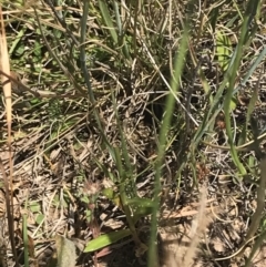 Wahlenbergia planiflora subsp. planiflora at Mount Clear, ACT - 14 Jan 2023 12:40 PM