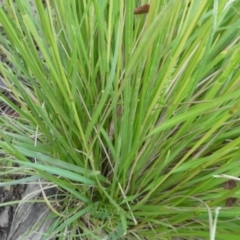 Poa labillardierei (Common Tussock Grass, River Tussock Grass) at Bolaro, NSW - 19 Jan 2023 by DavidMcKay