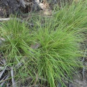 Poa labillardierei at Bolaro, NSW - 20 Jan 2023