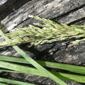 Poa labillardierei at Bolaro, NSW - 20 Jan 2023