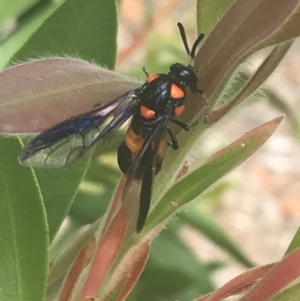 Pterygophorus cinctus at Canberra, ACT - 16 Jan 2023 04:15 PM