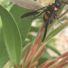 Pterygophorus cinctus at Canberra, ACT - 16 Jan 2023 04:15 PM