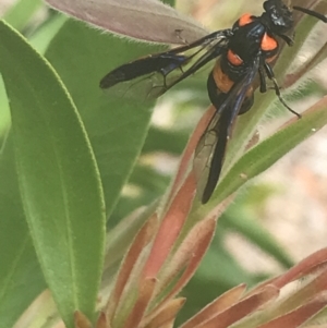 Pterygophorus cinctus at Canberra, ACT - 16 Jan 2023