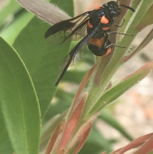 Pterygophorus cinctus at Canberra, ACT - 16 Jan 2023 04:15 PM