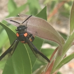 Pterygophorus cinctus at Canberra, ACT - 16 Jan 2023