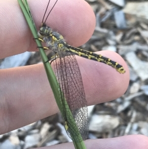 Ascalaphidae (family) at Garran, ACT - 17 Jan 2023