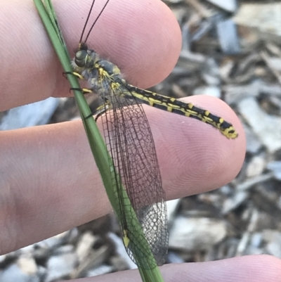 Ascalaphidae (family) (Owlfly) at Garran, ACT - 16 Jan 2023 by Tapirlord