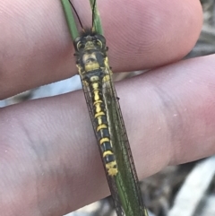 Ascalaphidae (family) at Garran, ACT - 17 Jan 2023