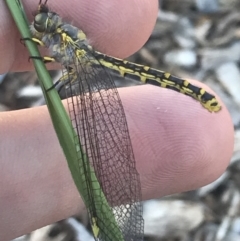 Ascalaphidae (family) at Garran, ACT - 17 Jan 2023