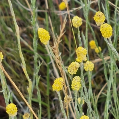 Calocephalus citreus (Lemon Beauty Heads) at Isaacs Ridge and Nearby - 23 Jan 2023 by Mike