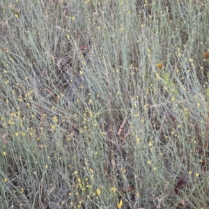 Calocephalus citreus at Jerrabomberra, ACT - 23 Jan 2023 03:27 PM