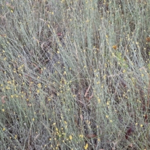 Calocephalus citreus at Jerrabomberra, ACT - 23 Jan 2023
