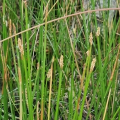 Eleocharis acuta (Common Spike-rush) at Isaacs Ridge and Nearby - 23 Jan 2023 by Mike