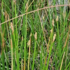 Eleocharis acuta (Common Spike-rush) at Isaacs Ridge Offset Area - 23 Jan 2023 by Mike