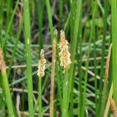 Eleocharis acuta at Jerrabomberra, ACT - 23 Jan 2023 03:15 PM