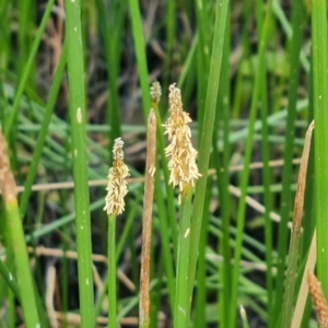 Eleocharis acuta at Jerrabomberra, ACT - 23 Jan 2023 03:15 PM