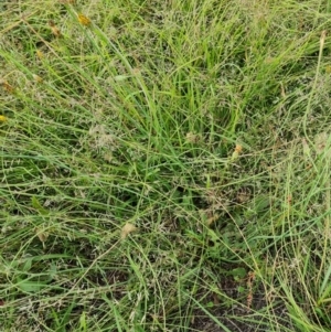 Hypochaeris radicata at Jerrabomberra, ACT - 23 Jan 2023