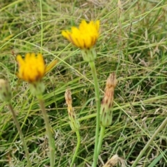 Hypochaeris radicata at Jerrabomberra, ACT - 23 Jan 2023 03:08 PM