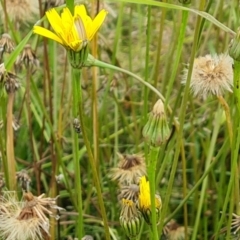 Leontodon saxatilis (Lesser Hawkbit, Hairy Hawkbit) at Isaacs Ridge and Nearby - 23 Jan 2023 by Mike