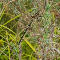 Synthemis eustalacta (Swamp Tigertail) at Isaacs Ridge Offset Area - 23 Jan 2023 by Mike