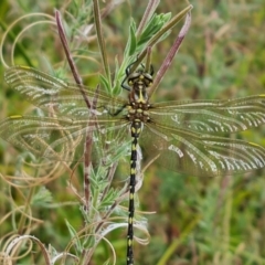 Synthemis eustalacta at Jerrabomberra, ACT - 23 Jan 2023