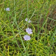 Cichorium intybus (Chicory) at Isaacs Ridge and Nearby - 23 Jan 2023 by Mike